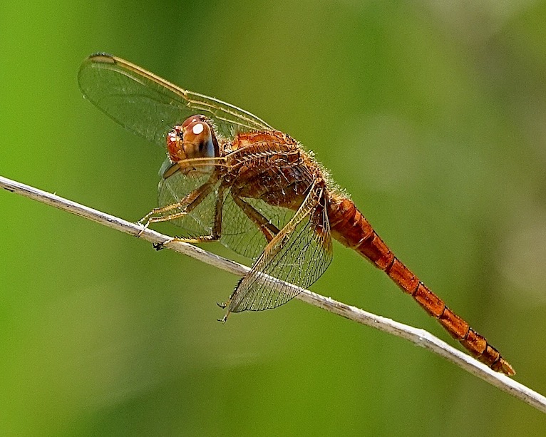 scarlet darter